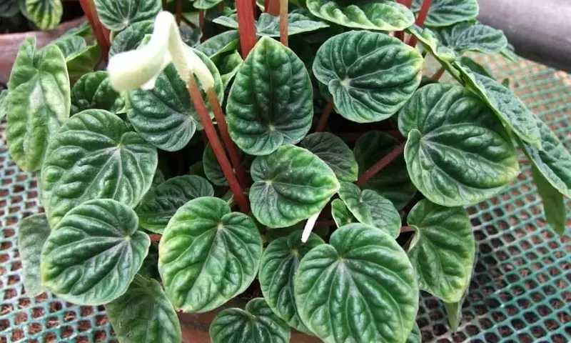 La Fascinante Peperomia Caperata 'Lilian': Una Joya para Interiores