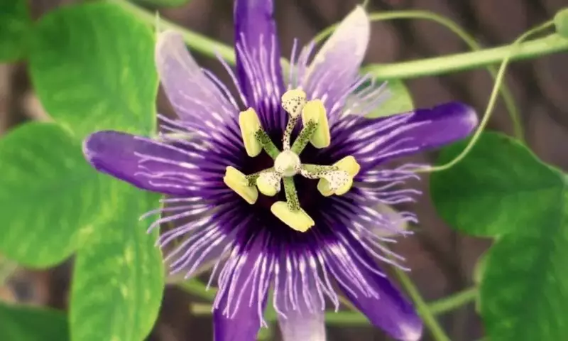Passiflora: Guía Completa de Cultivo y Cuidados de la Flor de la Pasión