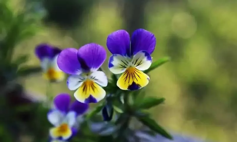 Pensamientos: Un Jardín de Colores en Invierno