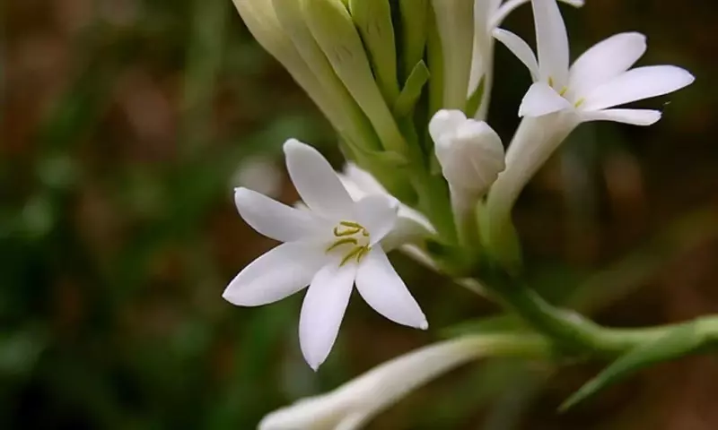 El Nardo: Guía Completa para el Cultivo y Cuidado de esta Exquisita Flor
