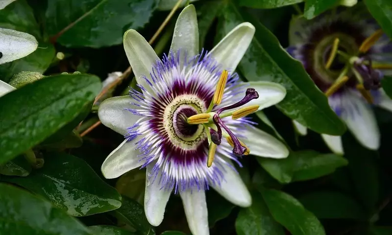 Descubre los Secretos de la Pasiflora: Una Guía Completa para su Cultivo Exitoso