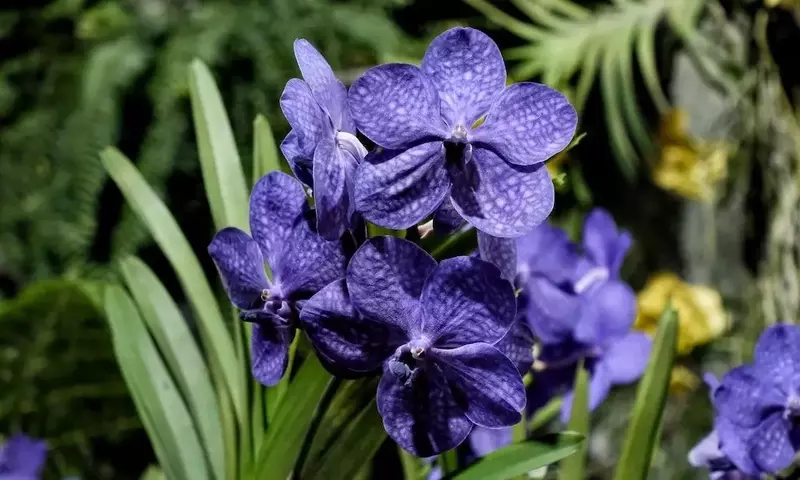 Guía Definitiva para el Cuidado y Floración de la Orquídea Vanda