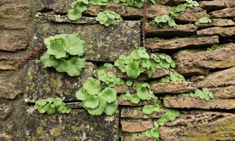 El Ombligo de Venus: Un Tesoro Botánico con Múltiples Virtudes