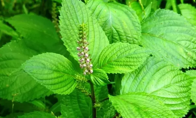 Perilla: La Versátil Hierba Ornamental y Medicinal para tu Jardín