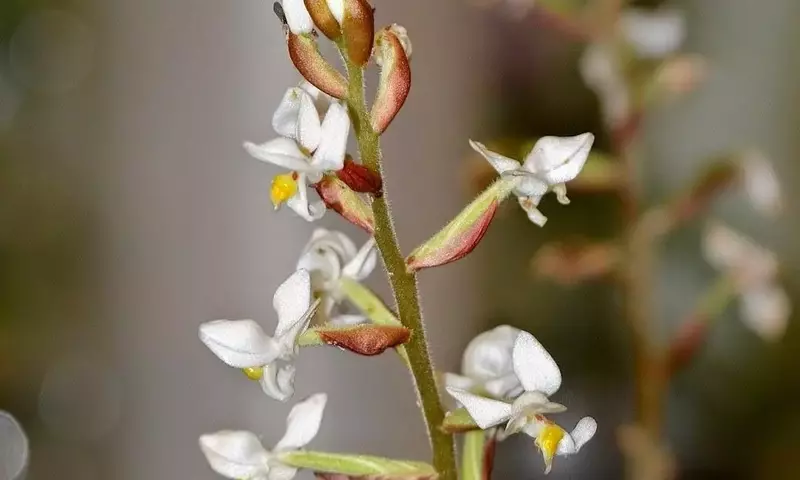Ludisia Discolor: La Orquídea Joya, Guía Completa de Cultivo y Belleza