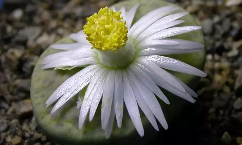 Las Maravillas Botánicas del Desierto Africano