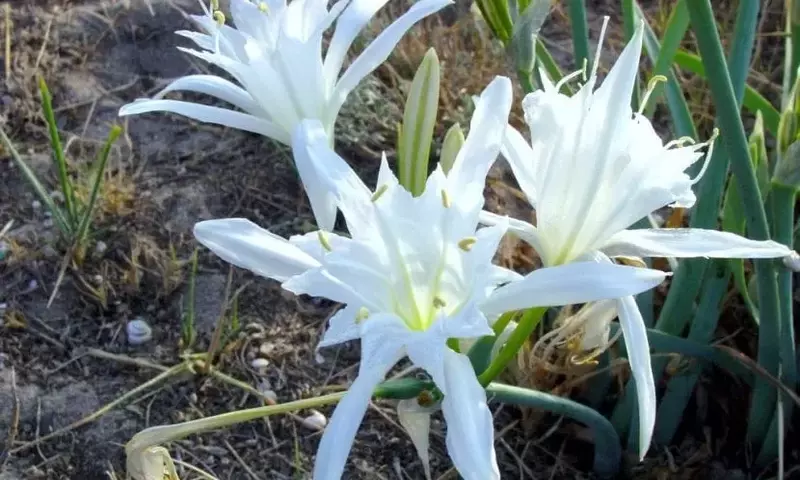 Pancracio: Una Joya Botánica de la Costa