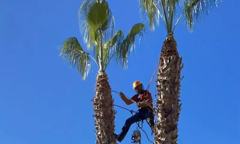 La tala de palmeras en el Murube genera controversia y DAUBMA exige explicaciones