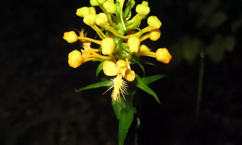 Desvelando los Secretos de la Orquídea Ciliaris: Una Guía Exhaustiva de Cultivo y Conservación