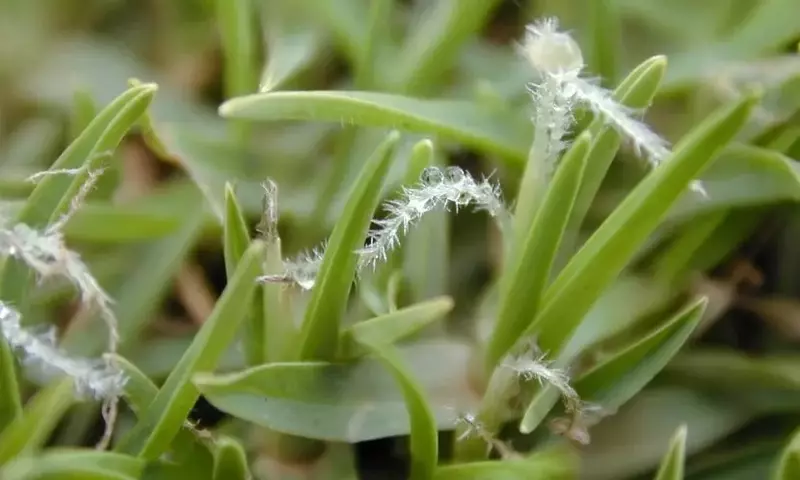 Césped Resistente y de Bajo Mantenimiento: La Elección Ideal para Tu Jardín