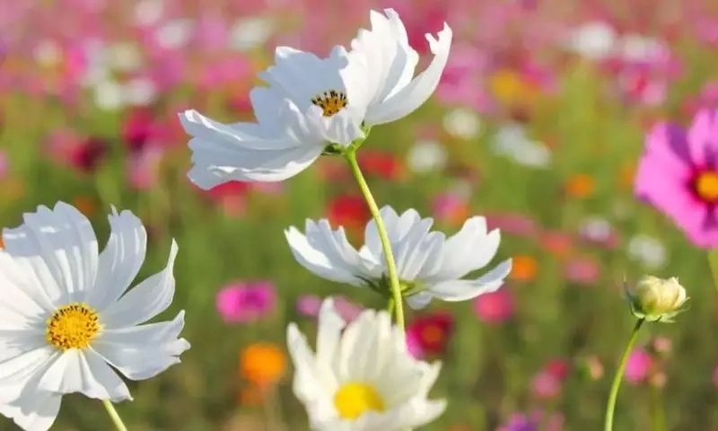 El fascinante universo de las flores: Nombres, simbolismo y cultura