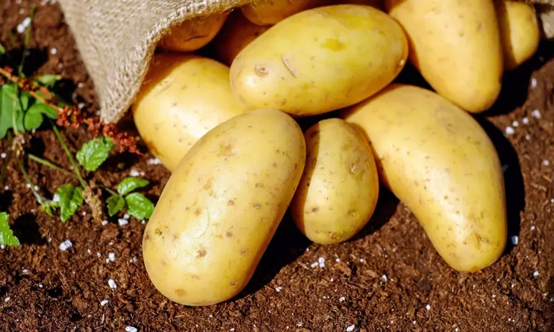 Cultivo de Patatas: Una Guía Completa para Cosechas Exitosas