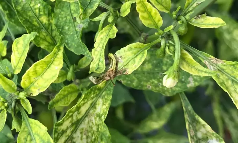 Carencia de Nutrientes en Plantas: Identificación, Causas y Soluciones para un Cultivo Saludable