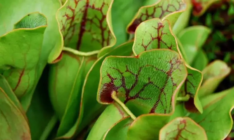 La Batalla Silenciosa: Enfrentando las Plagas en Plantas Carnívoras