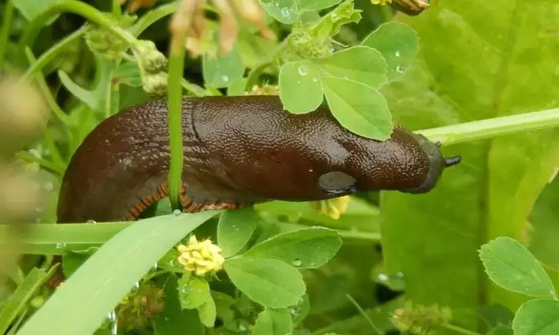 Control y Prevención de Plagas de Babosas en el Jardín: Una Guía Completa