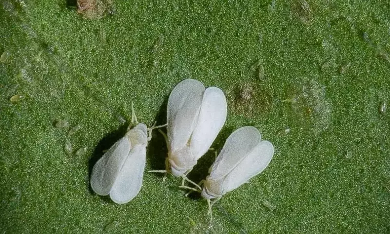 La Plaga de la Mosca Blanca: Una Amenaza Constante para tus Cultivos
