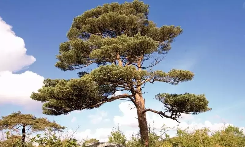 Descubriendo el Pino Silvestre: Un Gigante de la Naturaleza