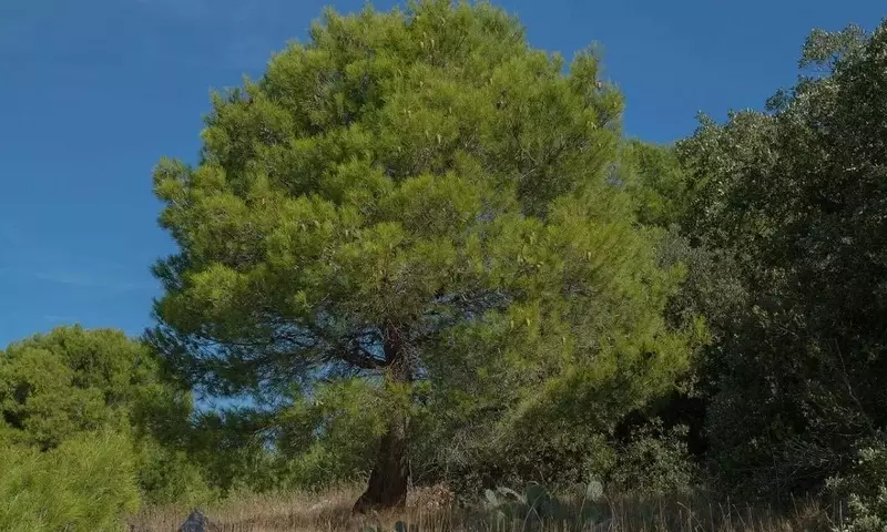 Pino Carrasco: Un Símbolo de Resistencia y Belleza Mediterránea