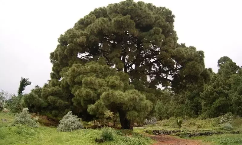 Pinus canariensis: El Emblemático Gigante Verde de las Islas Afortunadas