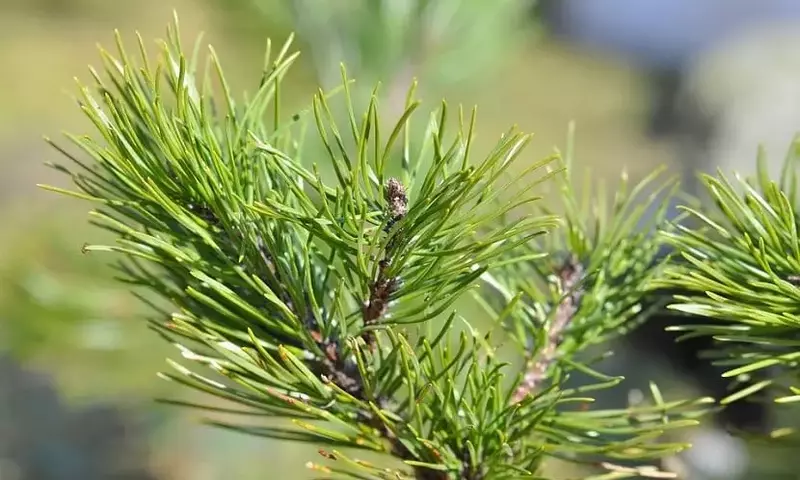 El Pino Siberiano: Un Gigante Resiliente de la Taiga