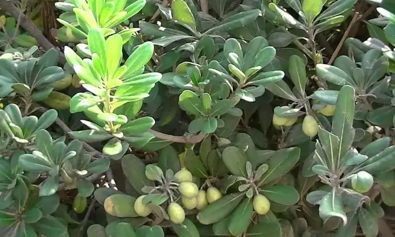 Guía Completa del Cuidado del Pittosporum Tobira