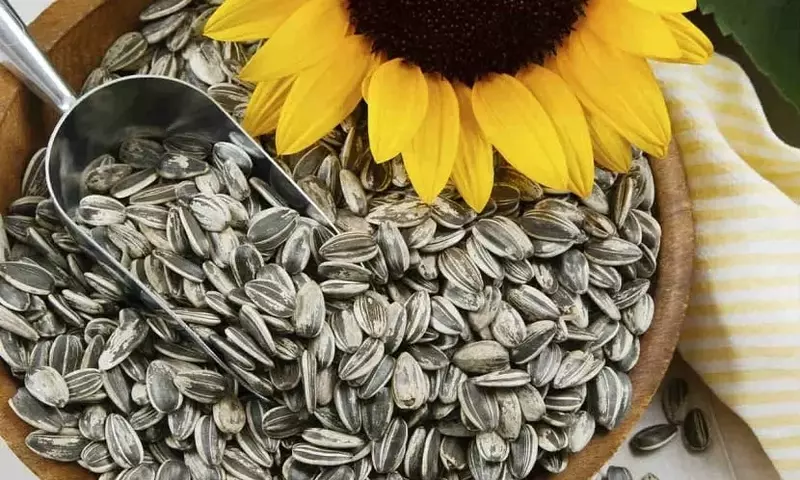 Las Maravillas de las Semillas de Girasol: Desde su Cultivo hasta sus Beneficios y Desafíos