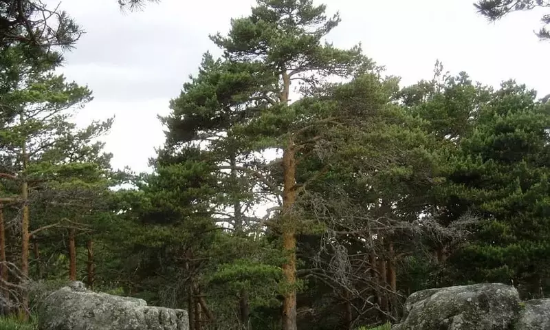 El Pino Silvestre: Un Gigante de la Naturaleza con Múltiples Facetas
