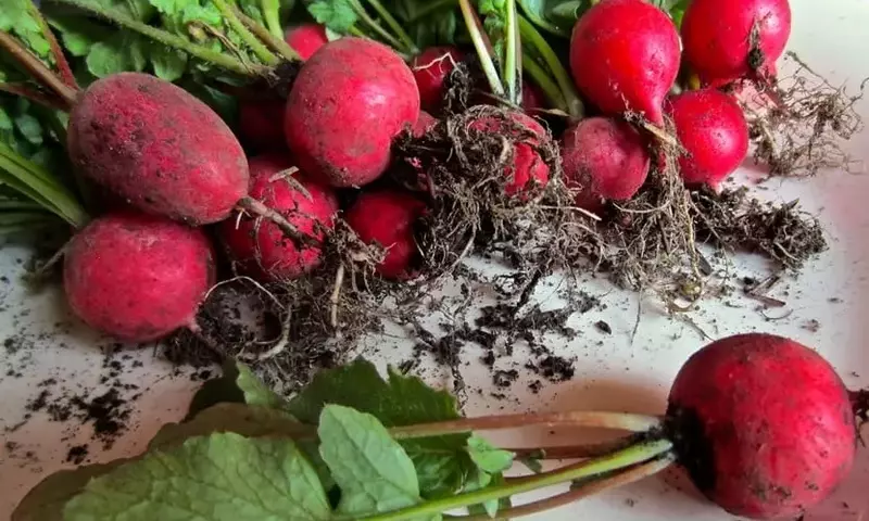 Cultivo y Protección del Rabanito: Una Guía Completa para el Jardinero