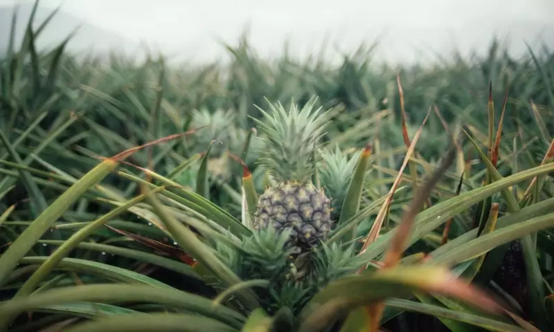 Cultivo Exitoso de la Piña: Desde la Siembra hasta la Cosecha