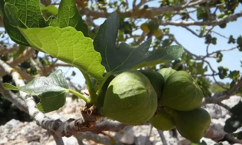 Manejo Integral de Plagas y Enfermedades en Higuera: Estrategias de Prevención y Control
