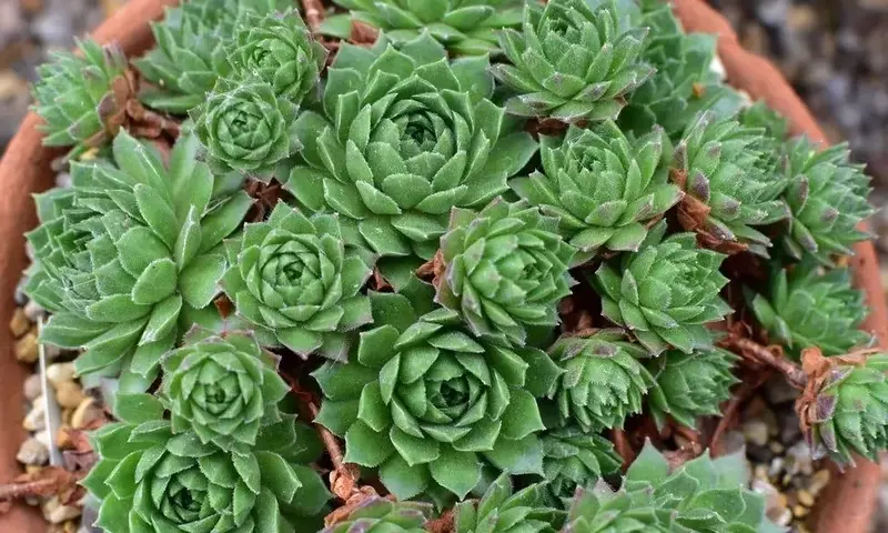 La Siempreviva: Resistencia y Belleza en tu Jardín