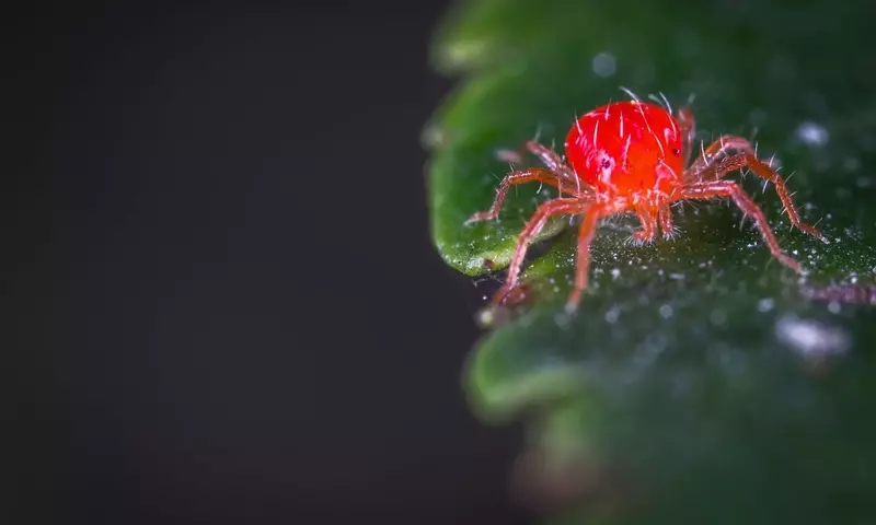 Guía Integral para la Prevención y Control de Afecciones en Plantas