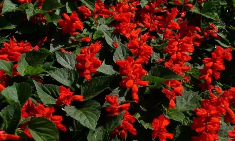 Un Toque Aromático para Tu Hogar: Guía Esencial de Plantas Perfumadas