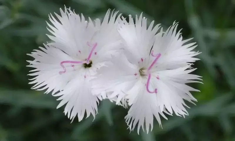 Plantas Perfectas para Jardines Soleados: Una Guía Completa