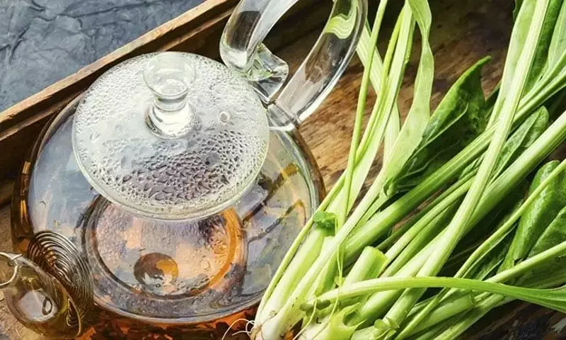 Descubriendo el Llantén Mayor: Una Planta Medicinal Versátil y Poderosa