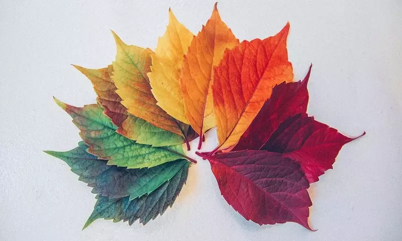 Optimización del Jardín: Guía Completa para Plantas de Temporada