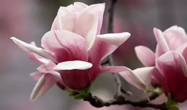Secretos para el Cultivo Exitoso de Magnolias en tu Jardín