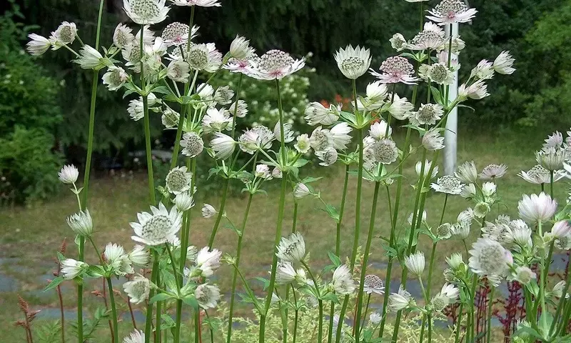 Guía Completa para el Cultivo de Astrantia Major: La Estrella del Jardín