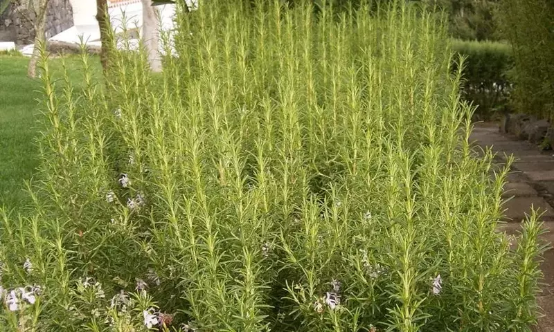 Guía Definitiva para el Cultivo de Romero en tu Jardín