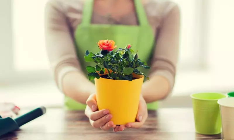 El Arte de Cultivar Rosas en Macetas: Guía Completa para un Jardín Urbano Espléndido