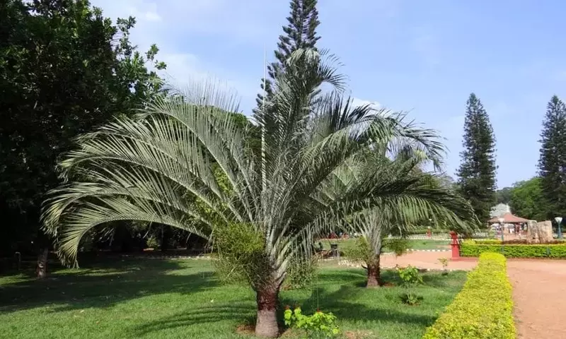 Guía Definitiva para Plantar Palmeras en tu Jardín