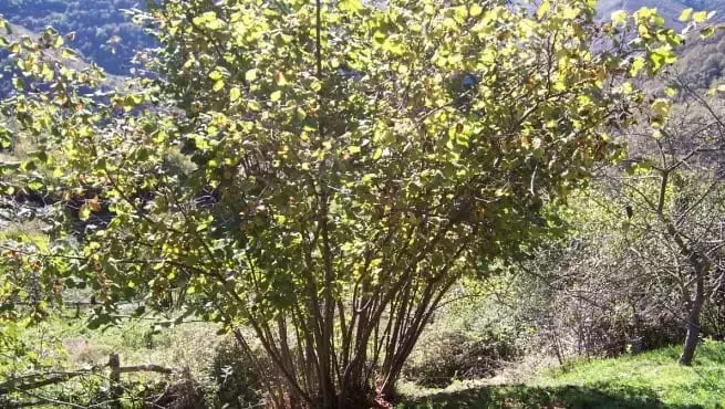 Descubre el Avellano: Un Árbol Frutal Ideal para tu Jardín