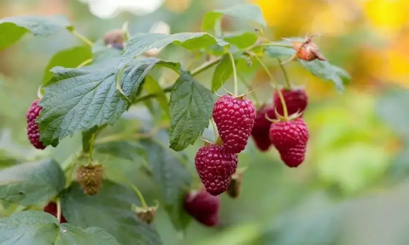 Cultivo de Frambuesas: Guía Completa para Jardineros y Aficionados