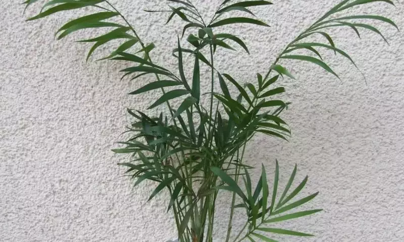 Plantas de Interior Fascinantes: Un Jardín en Casa para Principiantes