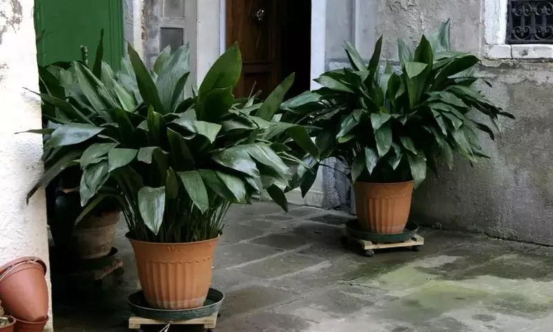 Aspidistra: La planta resistente que embellece tu hogar
