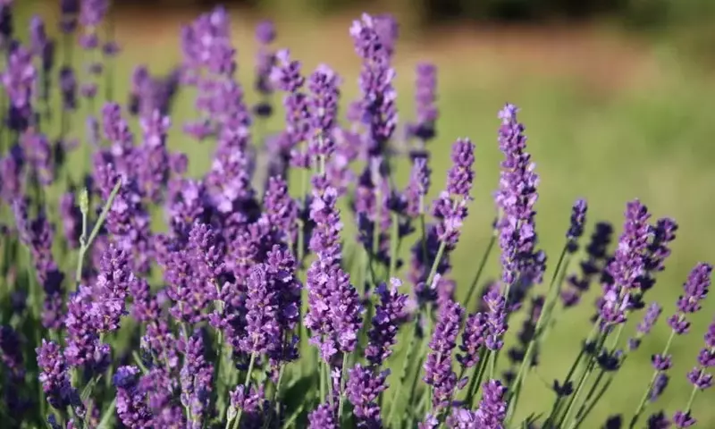 Descubriendo la Lavanda: Variedades, Usos y Secretos de Cuidado