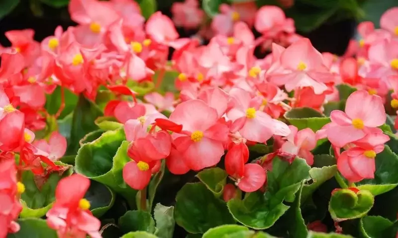 Jardines Vivos Todo el Año: Secretos de las Plantas de Floración Continua