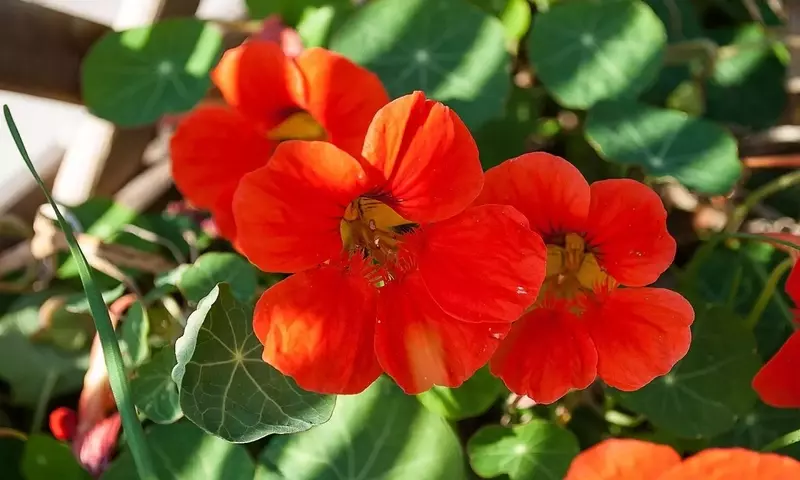 Descubriendo la Capuchina: Una Planta Versátil y Nutritiva