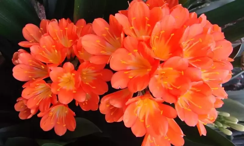 Las 6 Plantas de Interior Ideales para Novatos: Guía para un Hogar Vibrante
