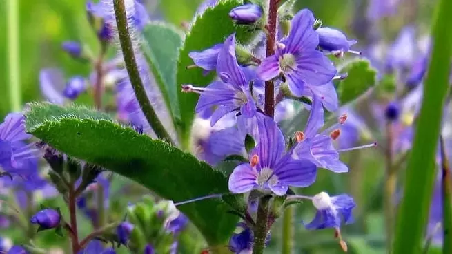 Secretos para un Jardín Florecido Todo el Año